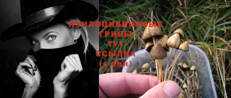 Галлюциногенные грибы MAGIC MUSHROOMS  где найти наркотики  Клинцы 